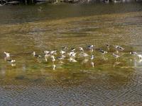 Image of: Tringa melanoleuca (greater yellowlegs)