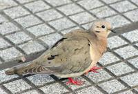 Image of: Zenaida auriculata (eared dove)