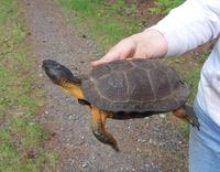 Image of: Clemmys insculpta (North American wood turtle)