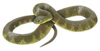 Image of: Notechis scutatus