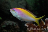 Nemanthias carberryi - Threadfin Anthias