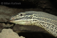 Varanus panoptes horni - Horn's Monitor