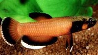 Betta albimarginata