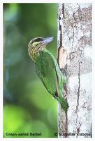 Green-eared Barbet - Megalaima faiostricta