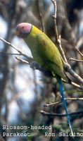 Blossom-headed Parakeet - Psittacula roseata