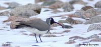 Ibisbill - Ibidorhyncha struthersii