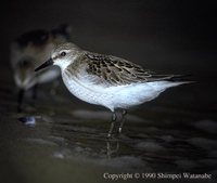 Red-necked Stint - Calidris ruficollis