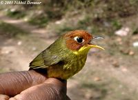 Chestnut-headed Tesia - Tesia castaneocoronata