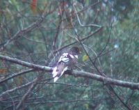 White-winged Magpie - Urocissa whiteheadi