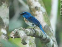 Malaysian Blue Flycatcher - Cyornis turcosus