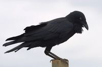 Australian Raven