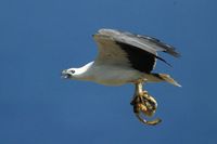 White bellied Sea Eagle