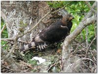 Crowned Hawk-Eagle - Stephanoaetus coronatus