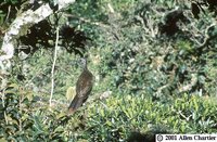 Bearded Guan - Penelope barbata