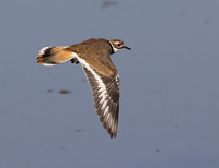 Killdeer (Charadrius vociferus) photo