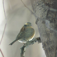 Siberian Accentor (Prunella montanella) photo