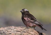 Black Rosy-Finch (Leucosticte atrata) photo