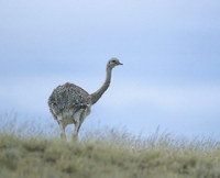 Lesser Rhea (Rhea pennata) photo