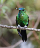 Sapphire-vented Puffleg (Eriocnemis luciani) photo