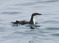 Xantus' Murrelet - Synthliboramphus hypoleucus