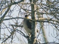 Running Coua - Coua cursor
