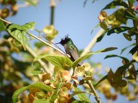 Antillean Crested Hummingbird - Orthorhyncus cristatus