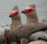 Red-faced Mousebird - Urocolius indicus