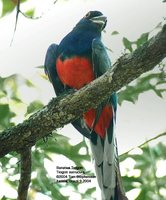 Surucua Trogon - Trogon surrucura