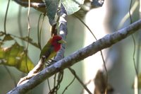 Scarlet-hooded Barbet - Eubucco tucinkae