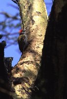 Gray Woodpecker - Dendropicos goertae