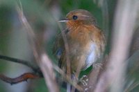 Rufous Gnateater - Conopophaga lineata