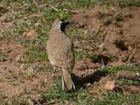 Temminck's Lark - Eremophila bilopha