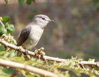 Ashy Flycatcher - Muscicapa caerulescens