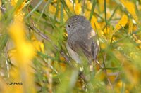 Inland Thornbill - Acanthiza apicalis