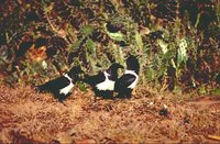 Pied Crow - Corvus albus