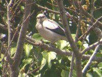 White-shouldered Starling - Sturnia sinensis