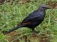 Red-winged Starling - Onychognathus morio