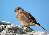 Eurasian Linnet - Carduelis cannabina