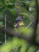 Magnolia Warbler - Dendroica magnolia