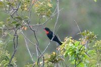 Scarlet-throated Tanager - Compsothraupis loricata
