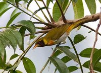 Guira Tanager - Hemithraupis guira