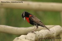 Peruvian Meadowlark - Sturnella bellicosa