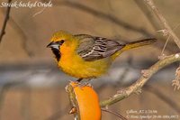 Streak-backed Oriole - Icterus pustulatus