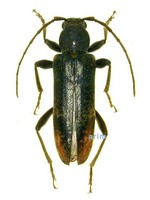 털보하늘소 - Trichoferus campestris