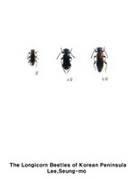 밤띠하늘소 - Phymatodes vandykei