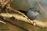 *NEW* Masked Gnatcatcher - female