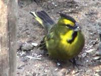 Green cardinal Gubernatrix cristata