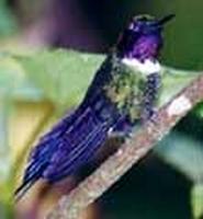Purple-bibbed Whitetip