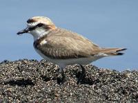 Kentish Plover, Salinas Del Janubio, Lanzarote, March 2006.