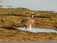 Lappet-faced Vulture (Örongam) - Torgos tracheliotus